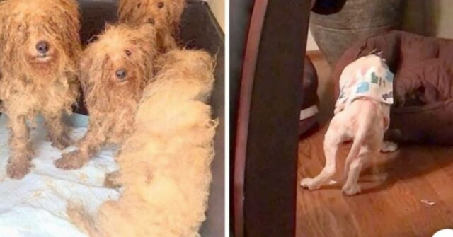 il-cane-che-non-sapeva-come-usare-la-sua-cuccia