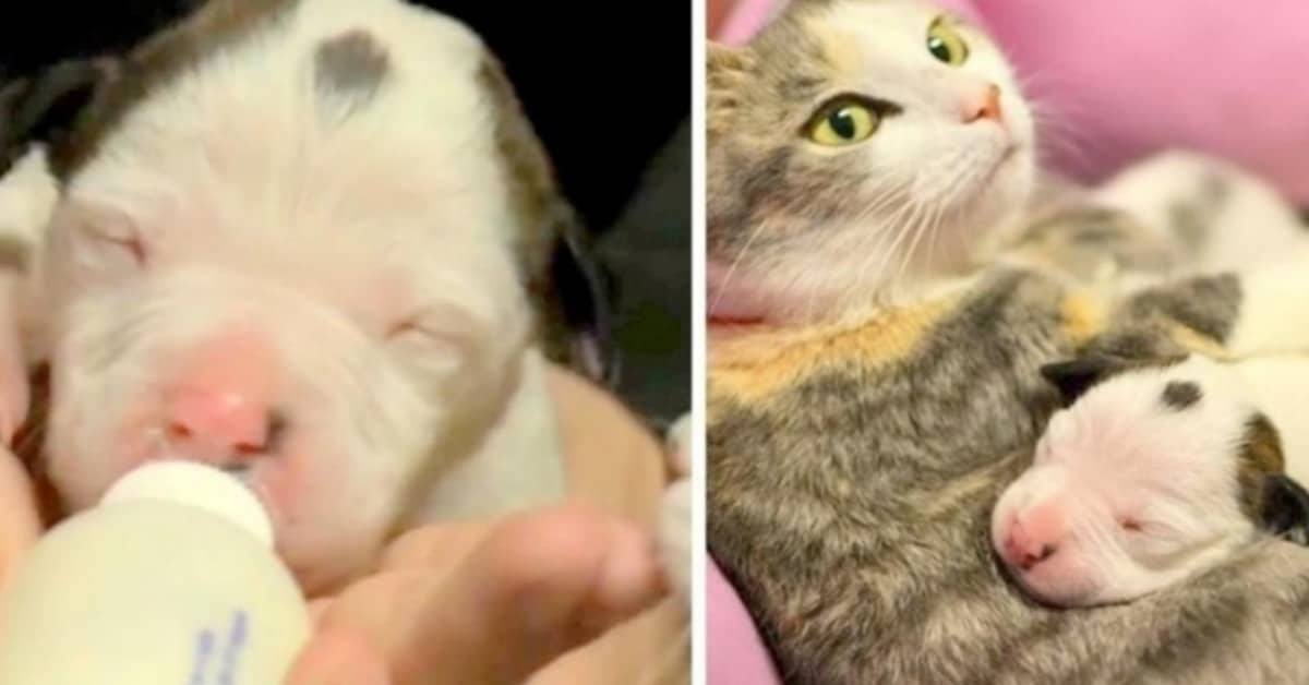 Noland il cucciolo abbandonato con poche ore di vita