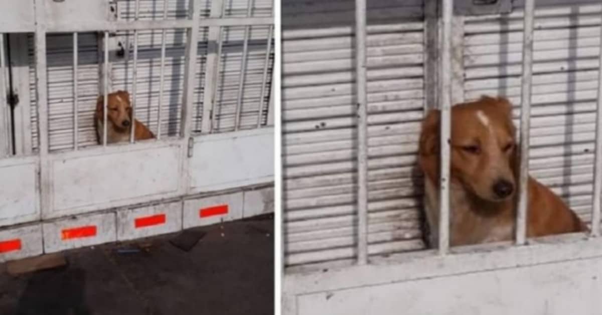 Il cane chiuso dietro le sbarre
