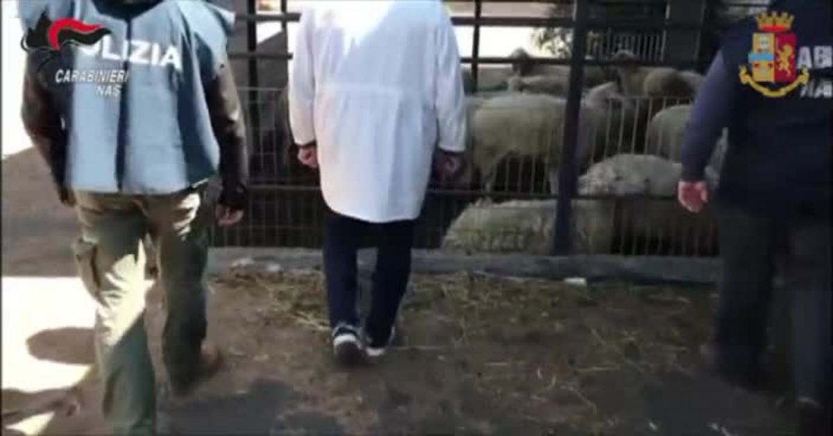 Sequestrato mattatoio clandestino a Catania