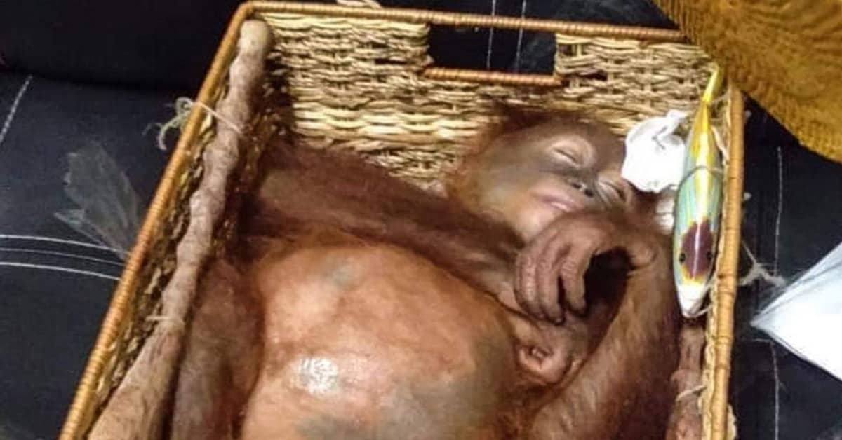 Ragazzo viaggiava con un orangotango in una borsa