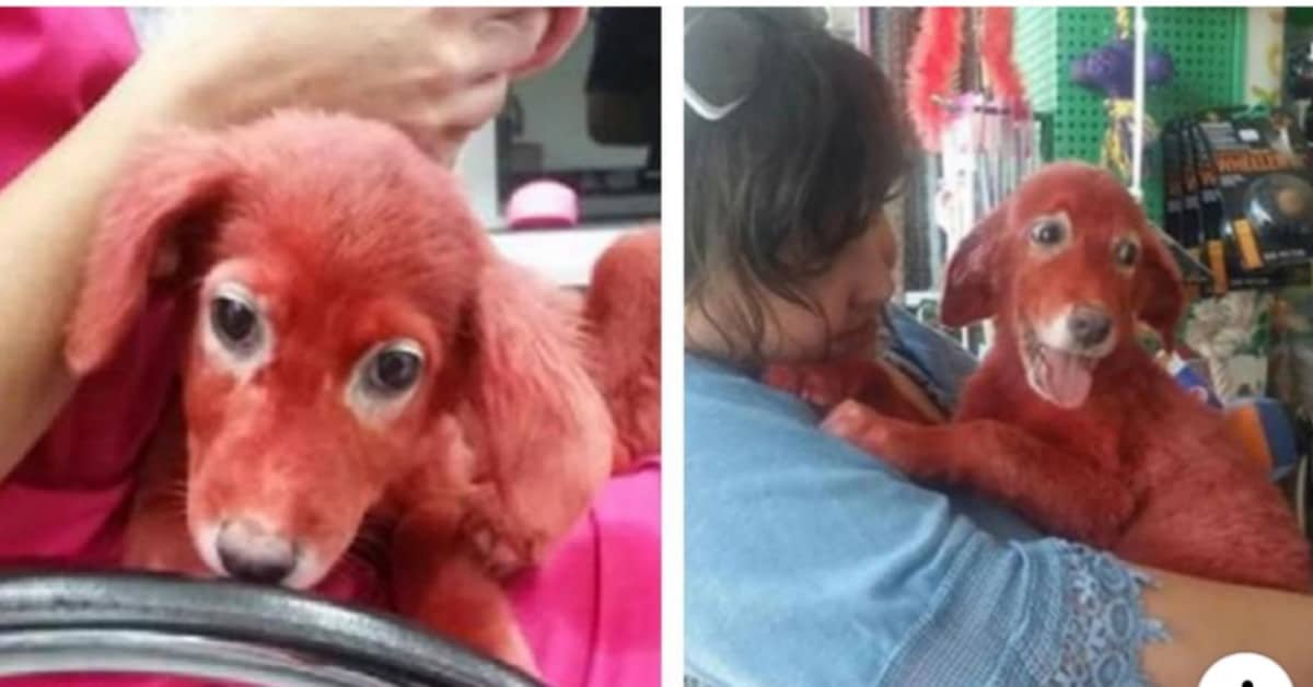 Scarlet, la cagnolina dipinta di rosso
