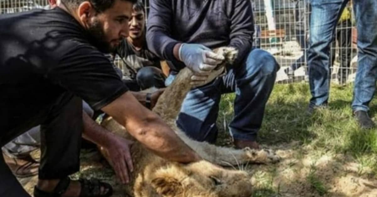 L’intervento che ha subito la leonessar