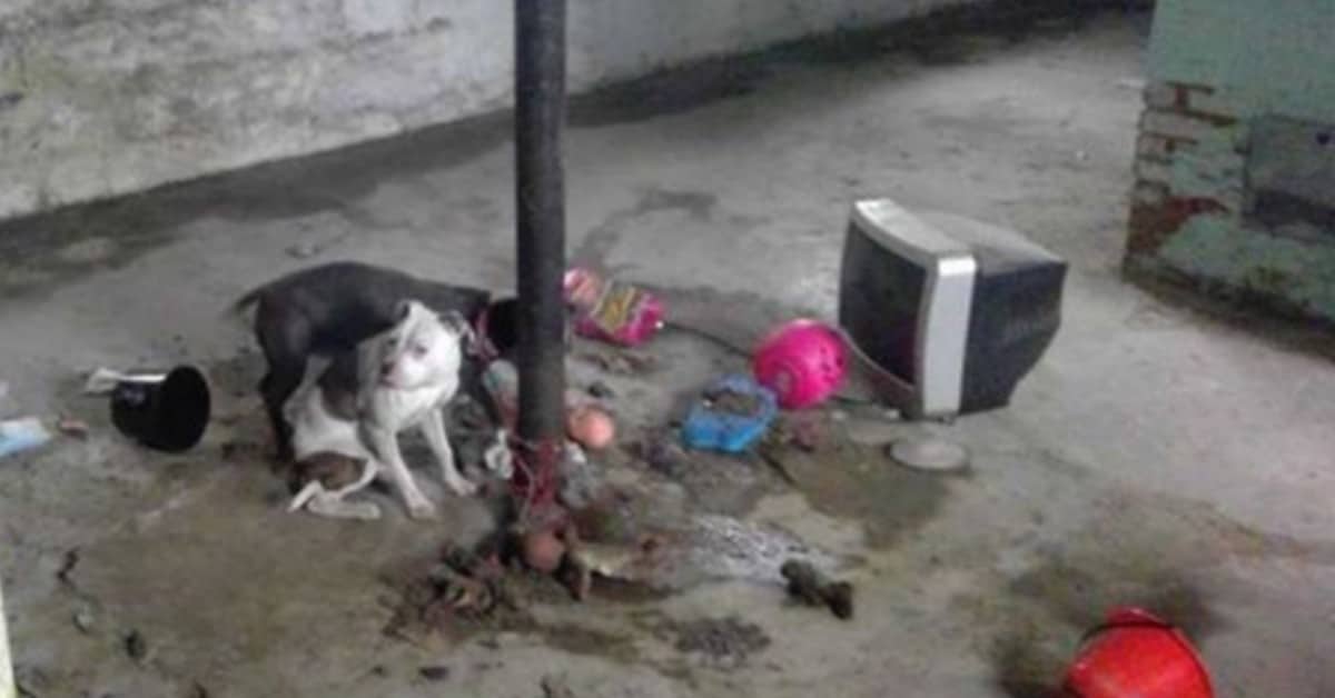 Cani abbandonati da soli in una cantina
