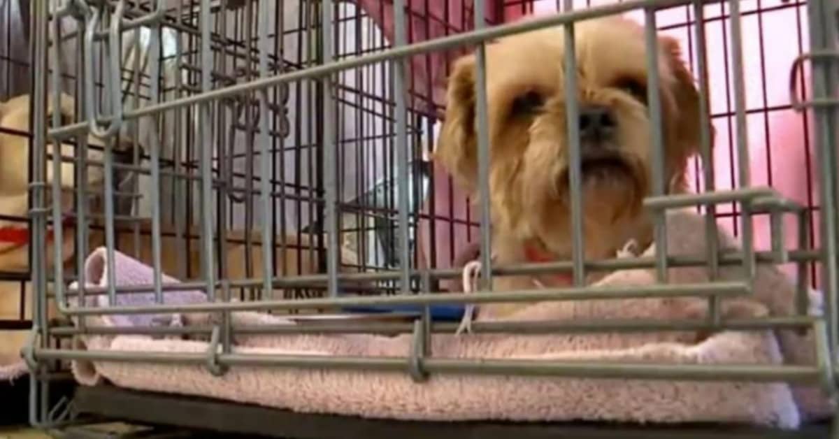 La pensione degli orrori per gli animali