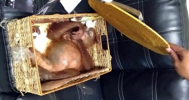 trovato-un-ragazzo-con-un-orangotango-nella-borsa 3