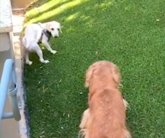 i-traumi-subiti-da-i-cani-negli-allevamenti 2