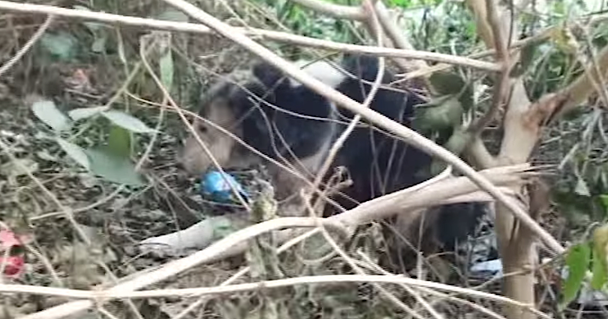 Cane anziano trovato rannicchiato nei cespugli, mentre cercava di nascondere il suo dolore