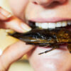 Chi-mangia-sushi-e-piu-incline-a-mangiare-insetti