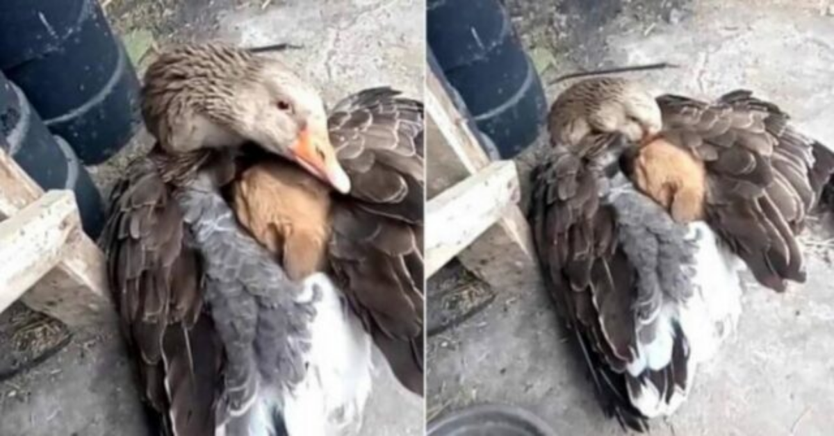 Cucciolo abbandonato viene salvato da un’oca