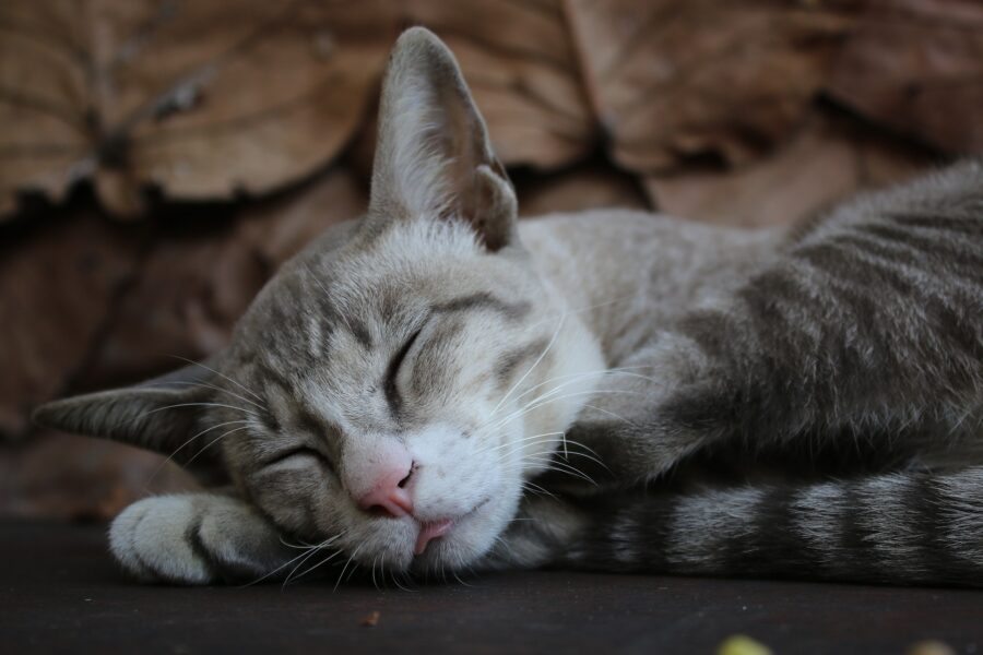 Giornata Mondiale del sonno