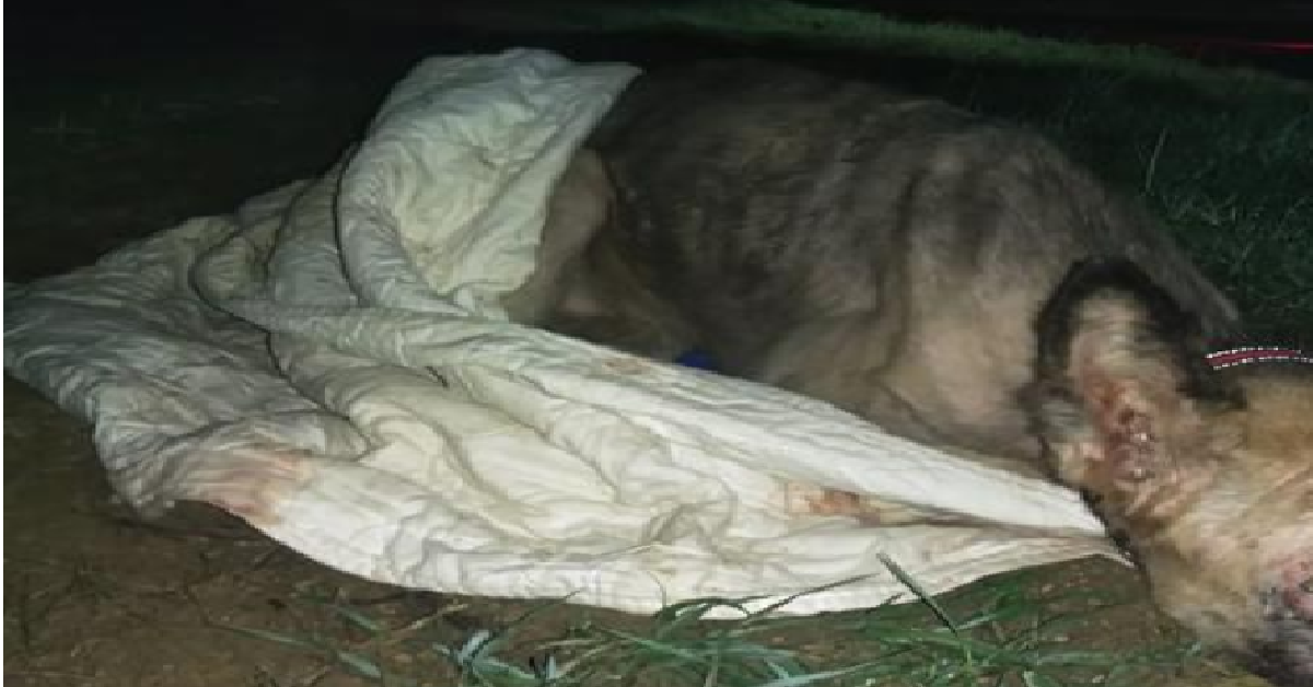 Trovano una cagnolina in strada dentro ad un sacco