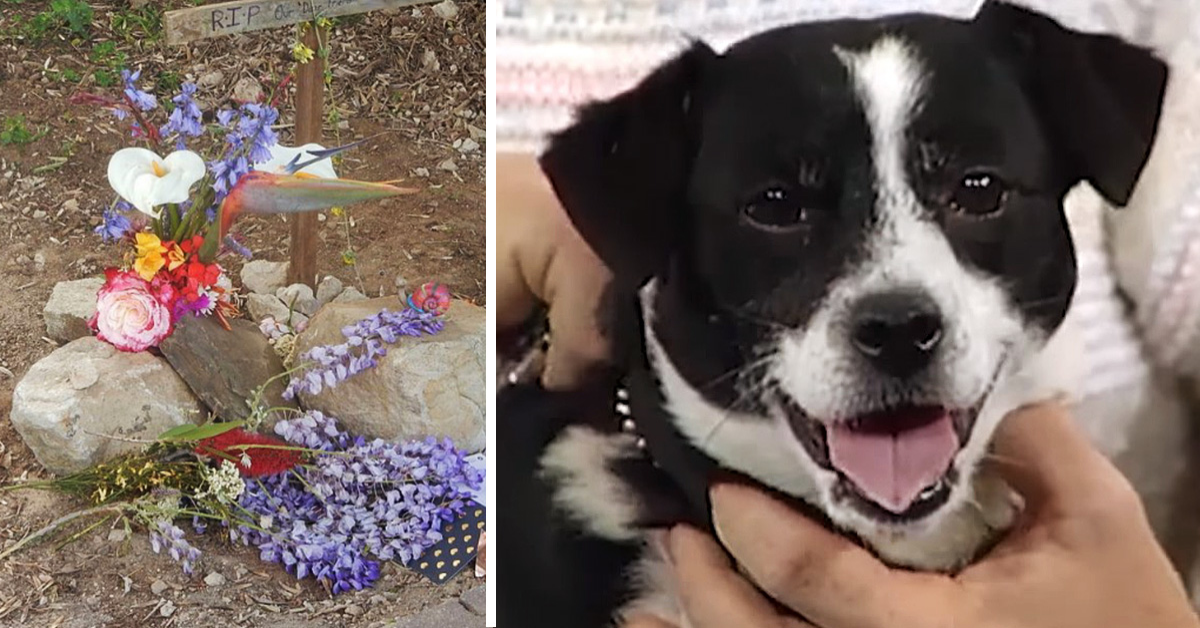 Il miracolo del cane Mugsy