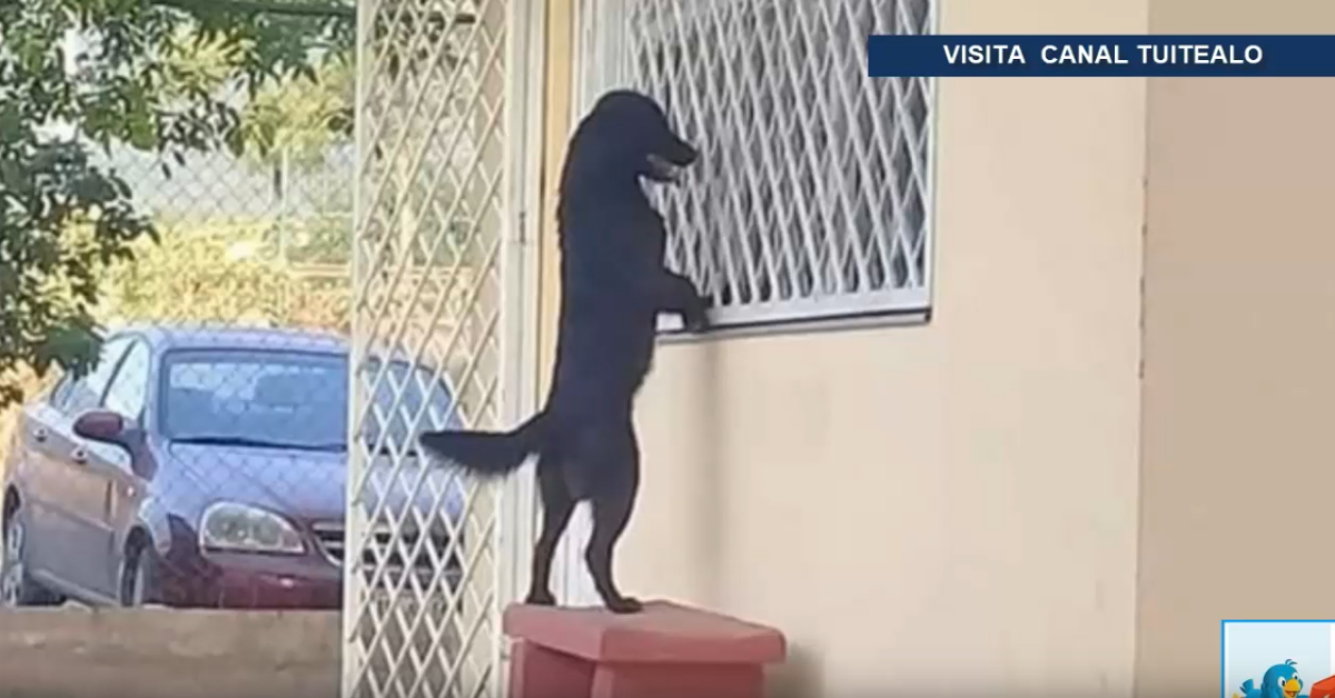 La fotografia del cane che guarda attraverso la finestra