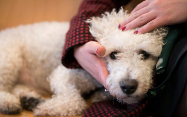 Milo-il-cane-scomparso