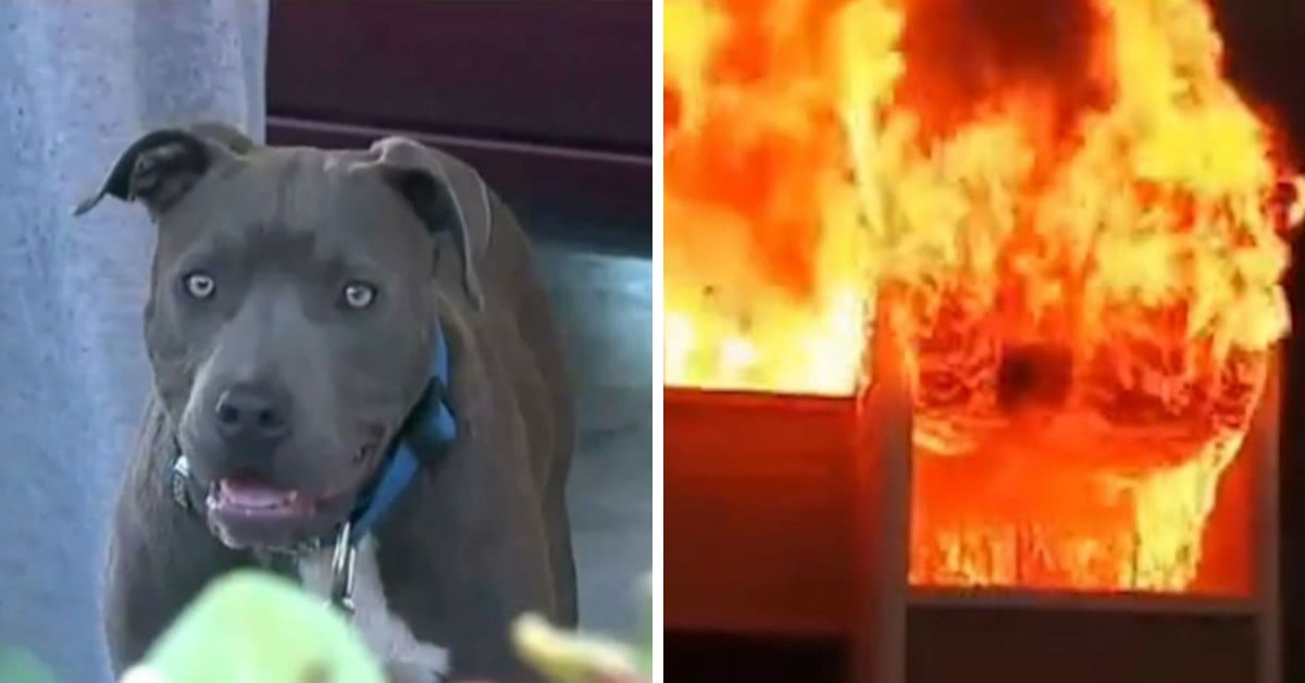 Sasha, il cane eroe