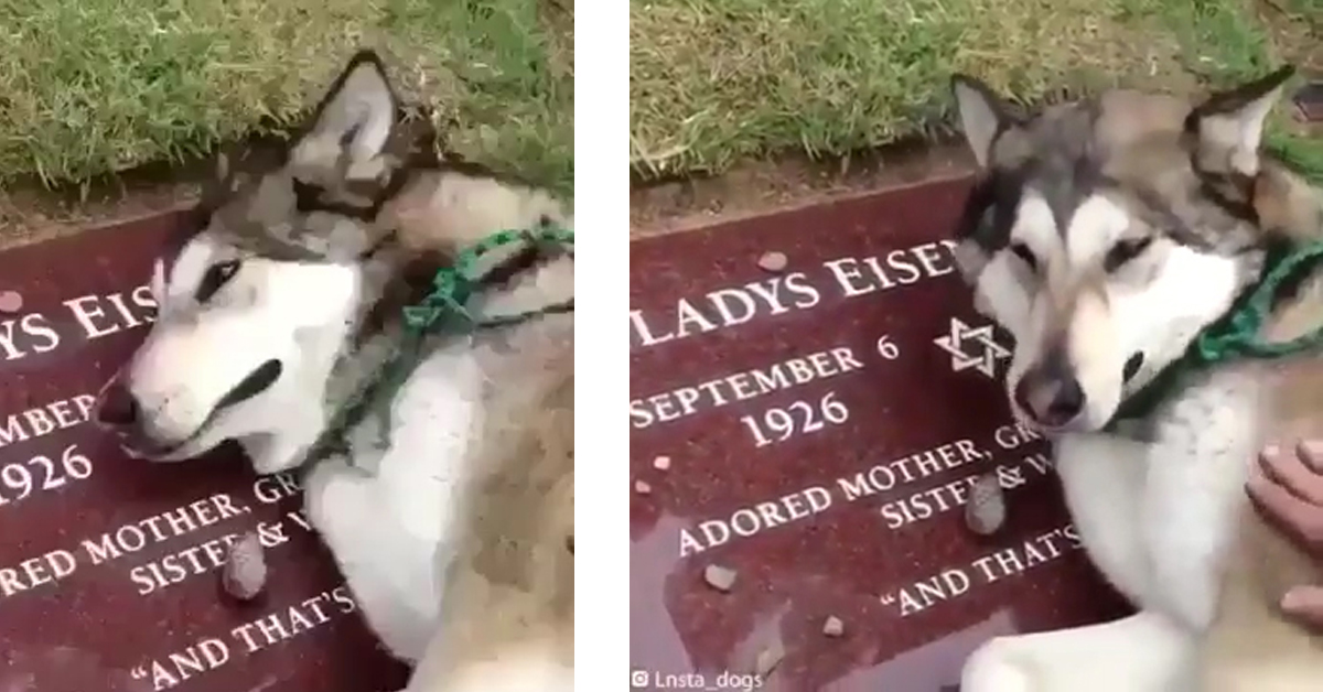 Video: Il cane piange sulla tomba della padrona