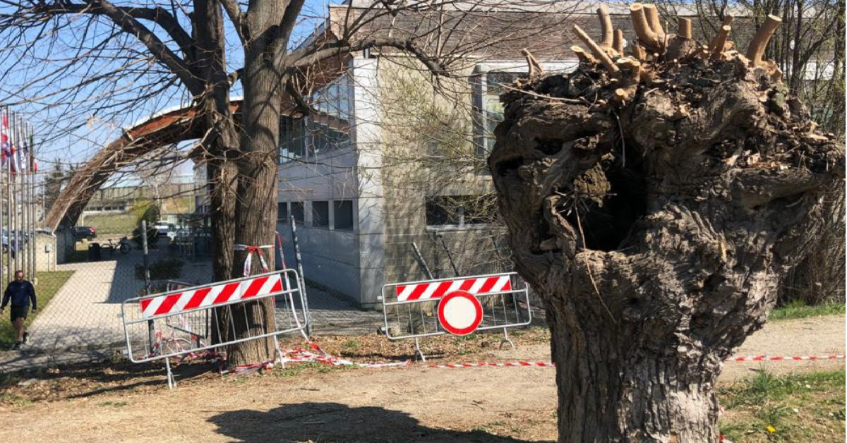 Hanno abbattuto la mamma e recuperato soli i cuccioli