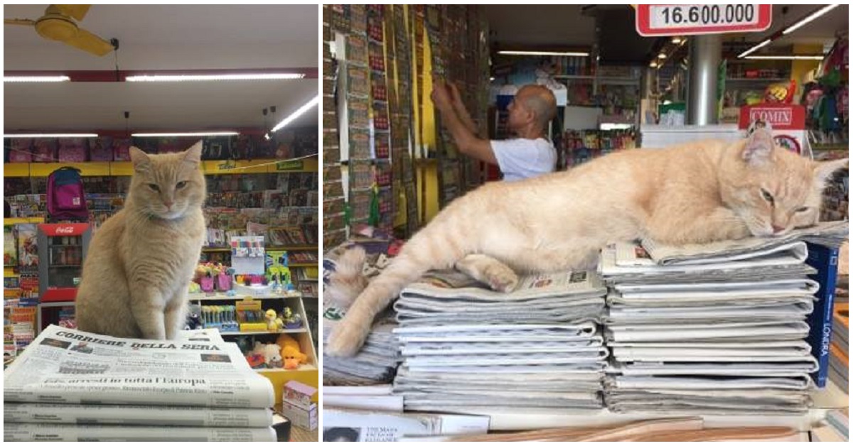 Addio Nando il Gatto edicolante di Firenze