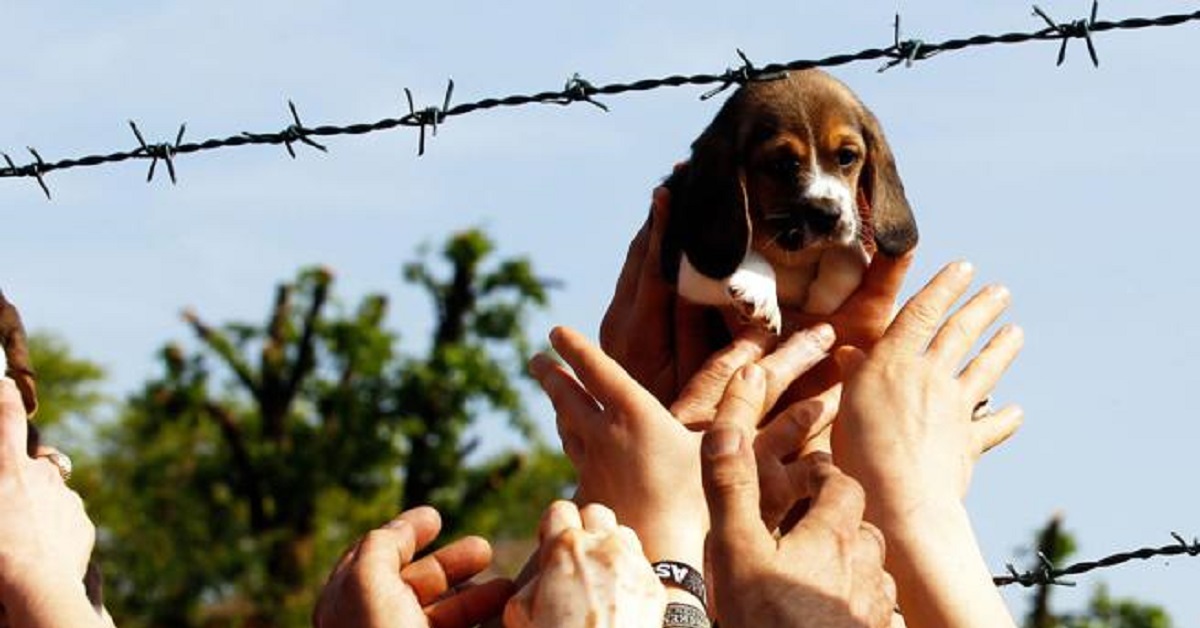 Addio Vita, la Beagle della foto simbolo di Green Hill