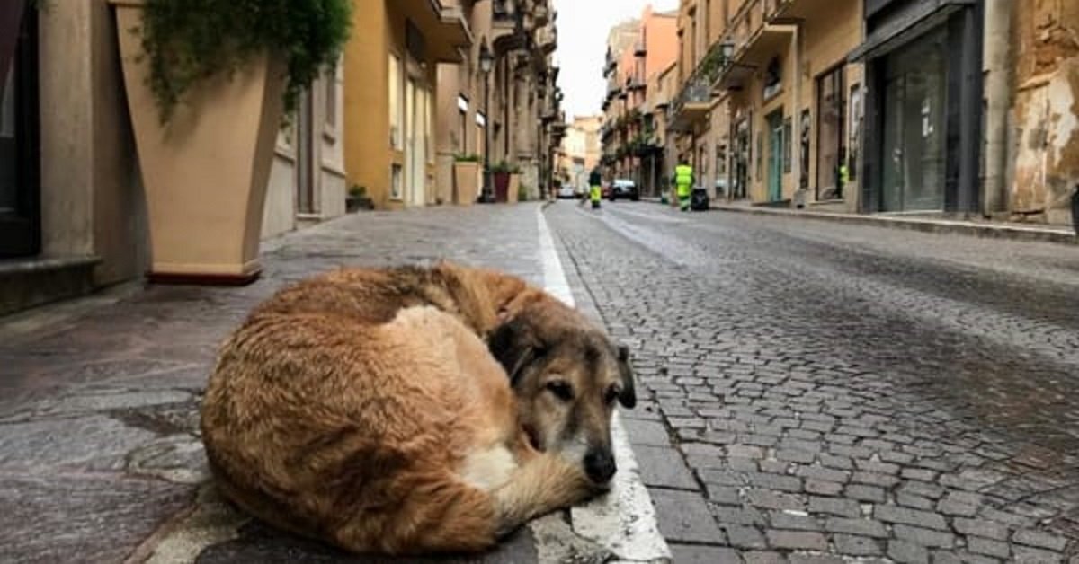 Agrigento, Addio Lillo, cane della via Atenea