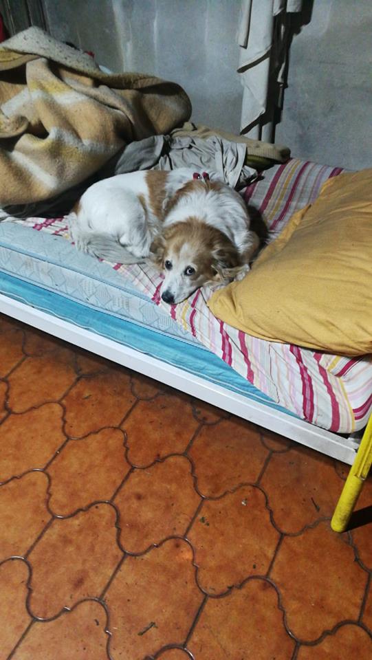 bisulin