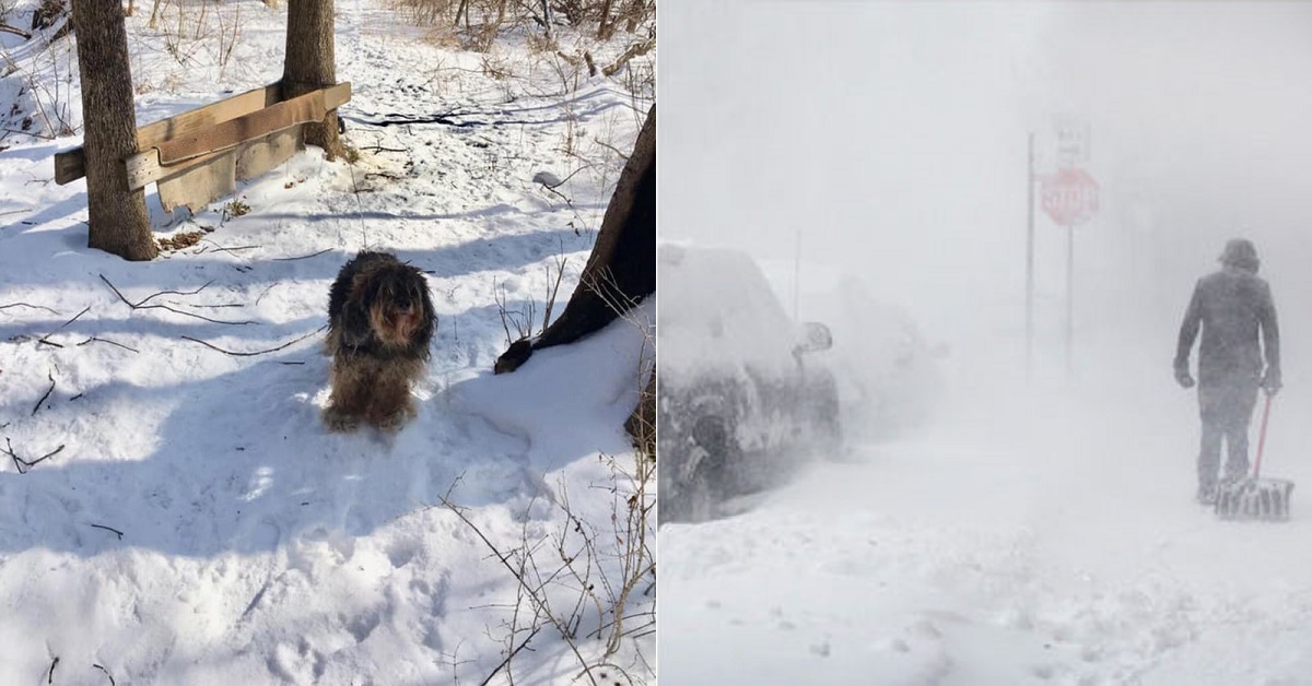 Brooks, il cane abbandonato durante una tempesta di neve