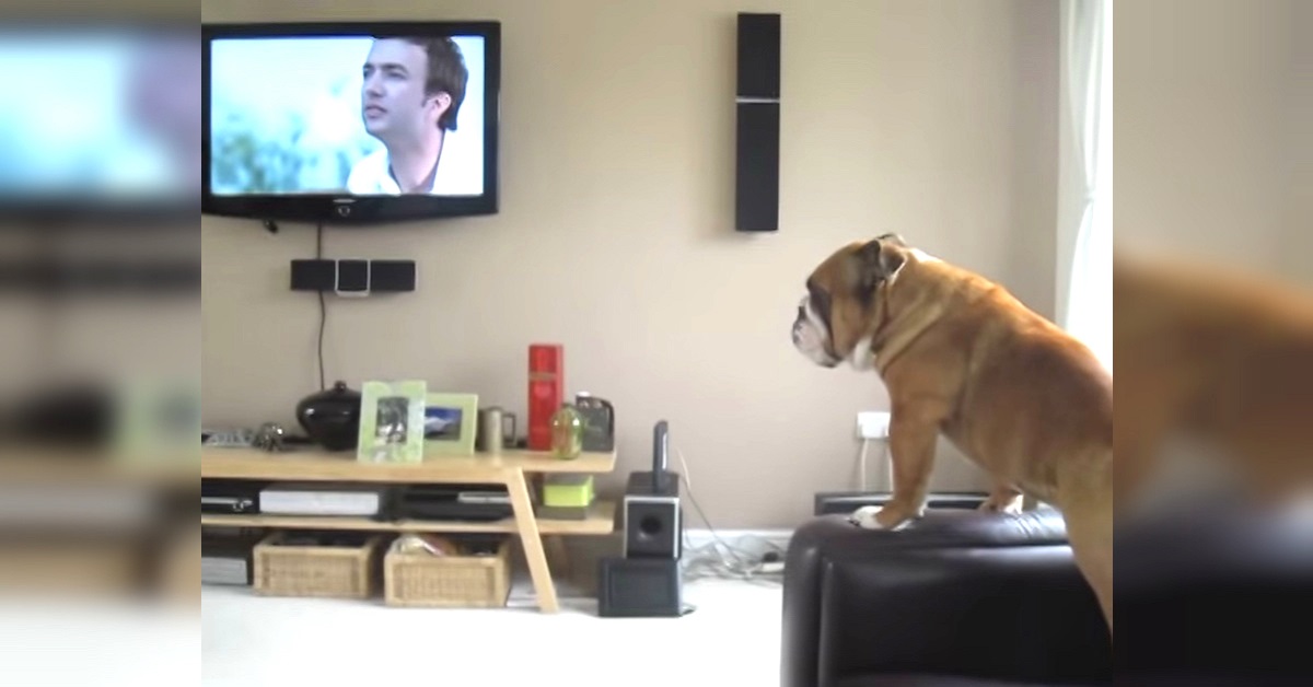 Fred il bulldog crede di essere un elefante
