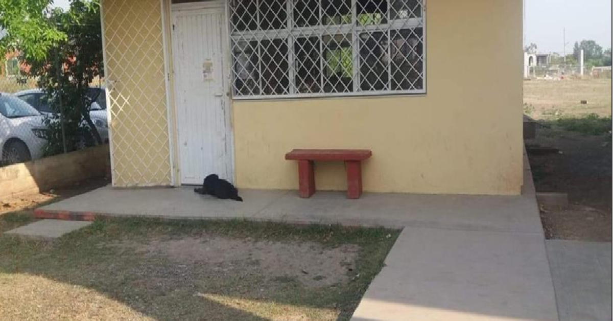 Il cagnolino nero ha bisogno di aiuto