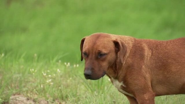 cane-amico