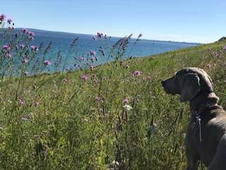 Perché i cani mangiano l’erba?