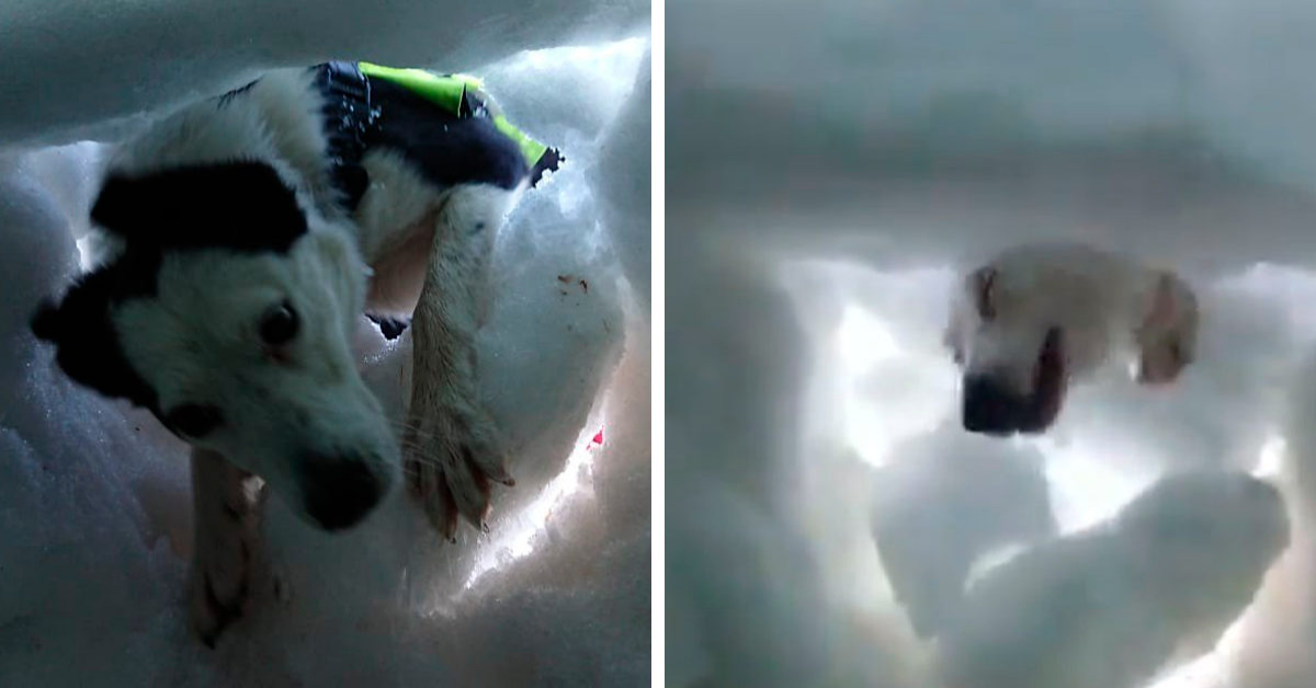 Intrappolato nella neve, riprende il cane da valanga mentre lo salva