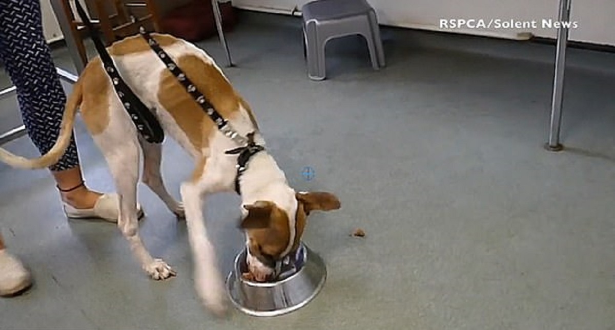 Cane divora una ciotola di cibo in 15 secondi