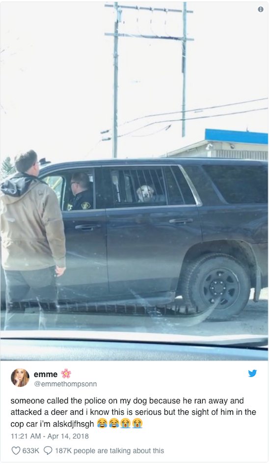 cane arrestato dalla polizia