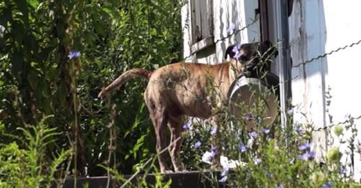 Cane randagio porta in giro la sua ciotola