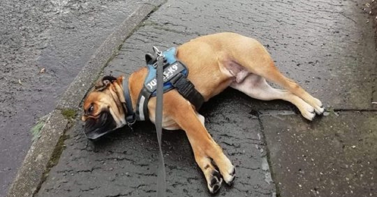 Cane si finge svenuto per protesta durante una passeggiata