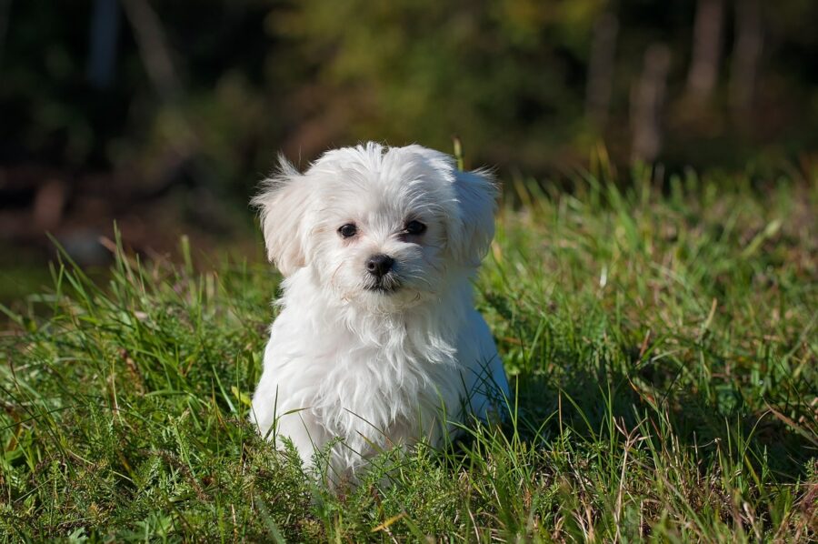 cani-come-togliere-le-pulci