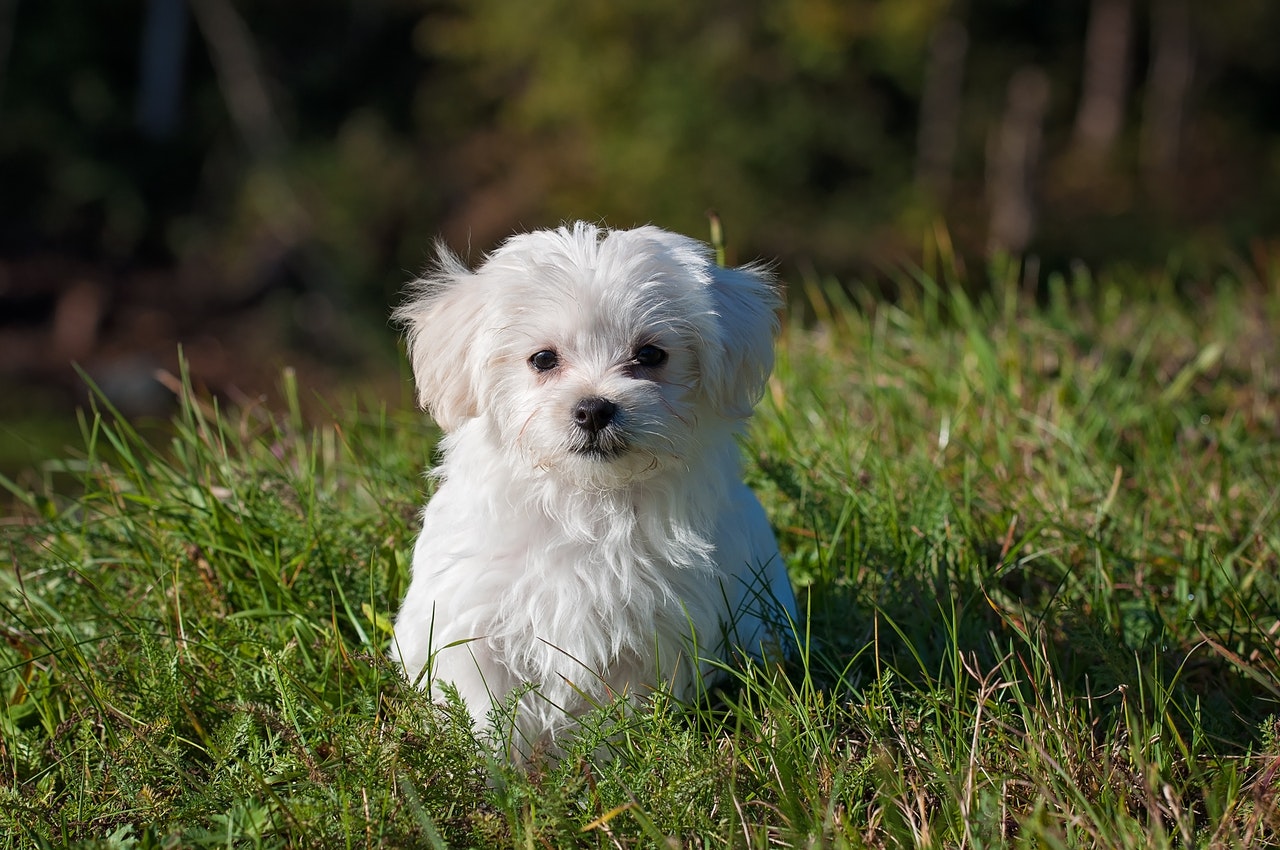 Come liberare il cane dalle pulci con i rimedi naturali