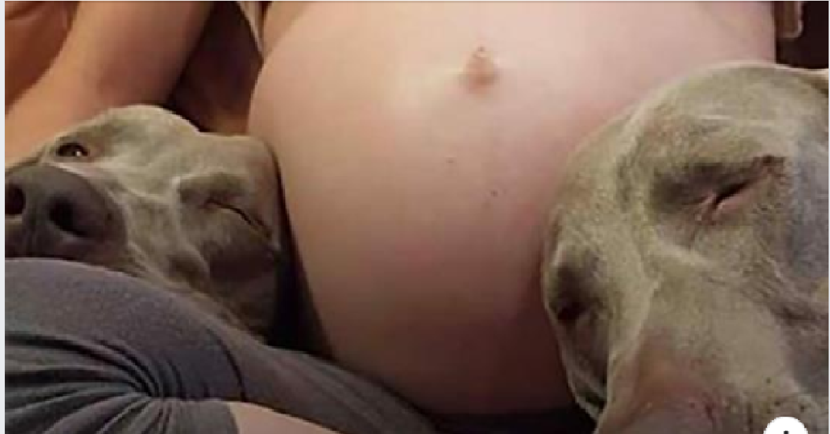 I cani e il mio bambino