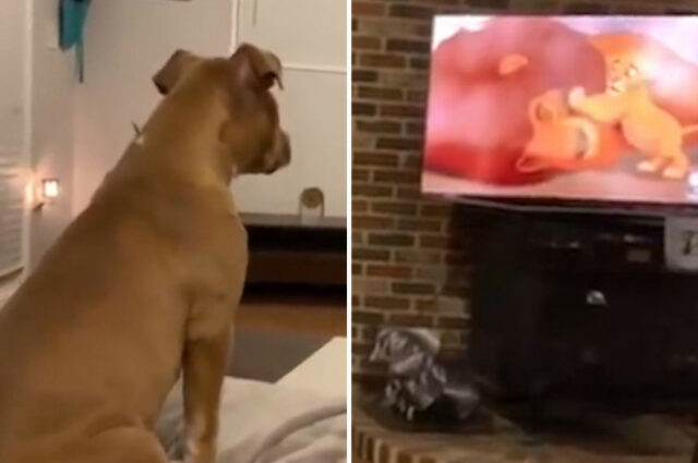 la-cagnolina-che-piange-nel-vedere-il-Re-Leone 2