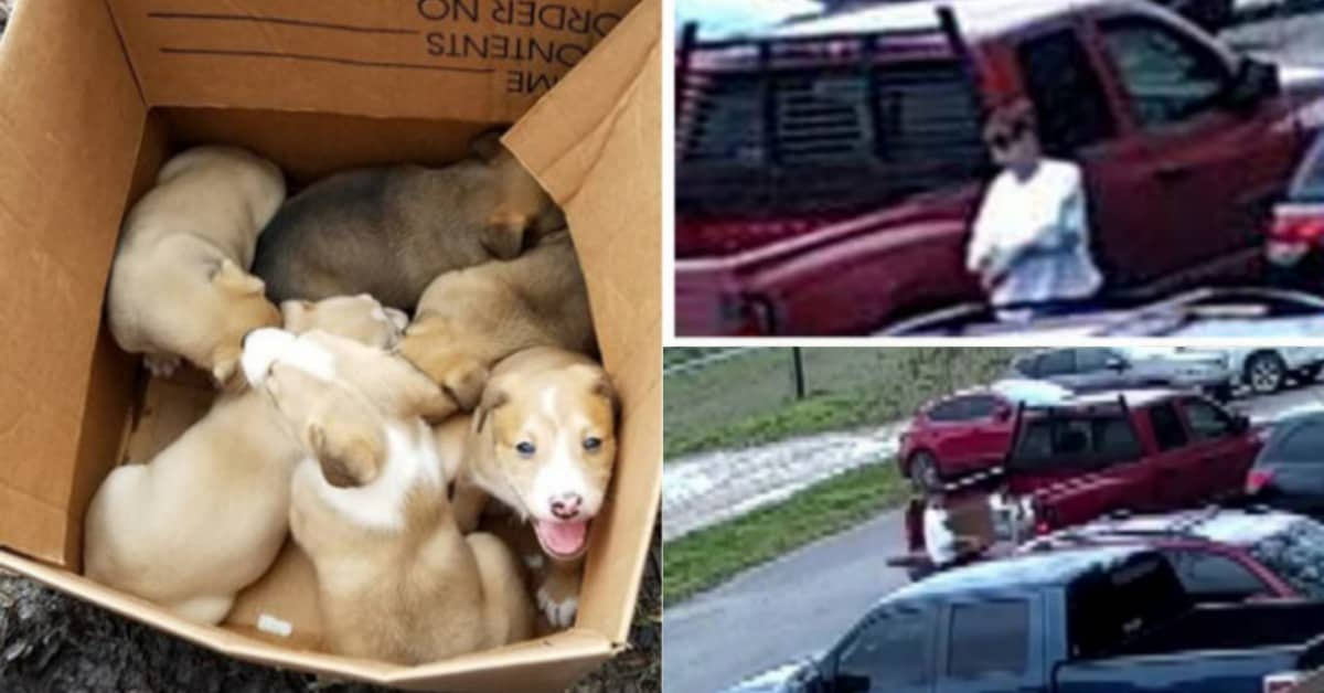 Donna abbandona cuccioli in un parcheggio