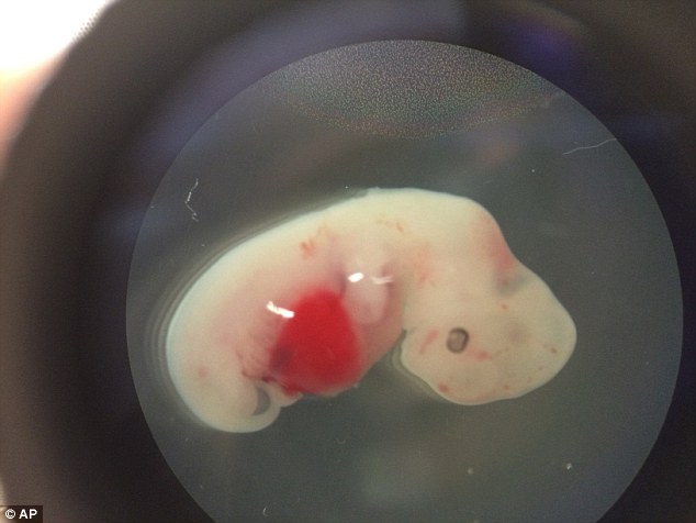 embrioni