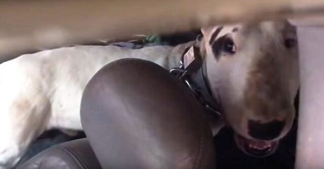 il-cane-incatenato-dentro-il-furgone