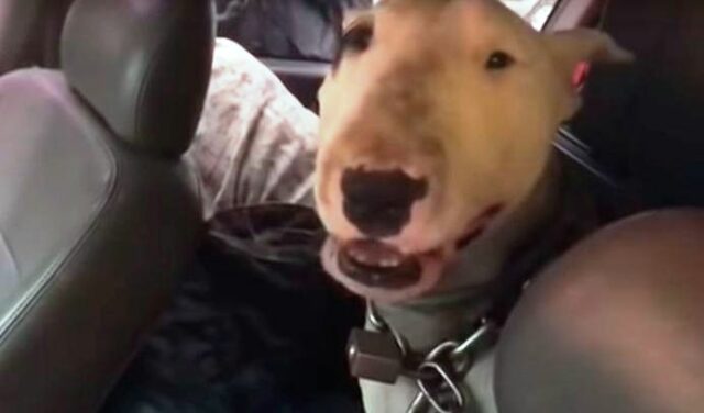 il-cane-incatenato-dentro-il-furgone 1