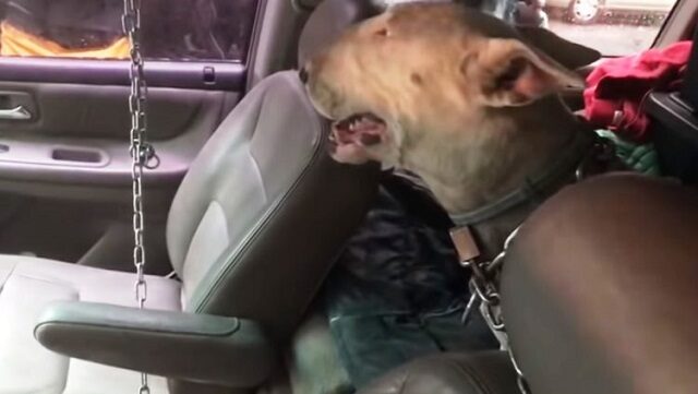 il-cane-incatenato-dentro-il-furgone 2