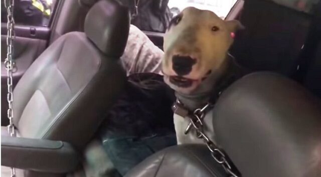 il-cane-incatenato-dentro-il-furgone 3
