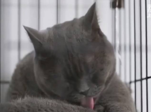 gatto-prima