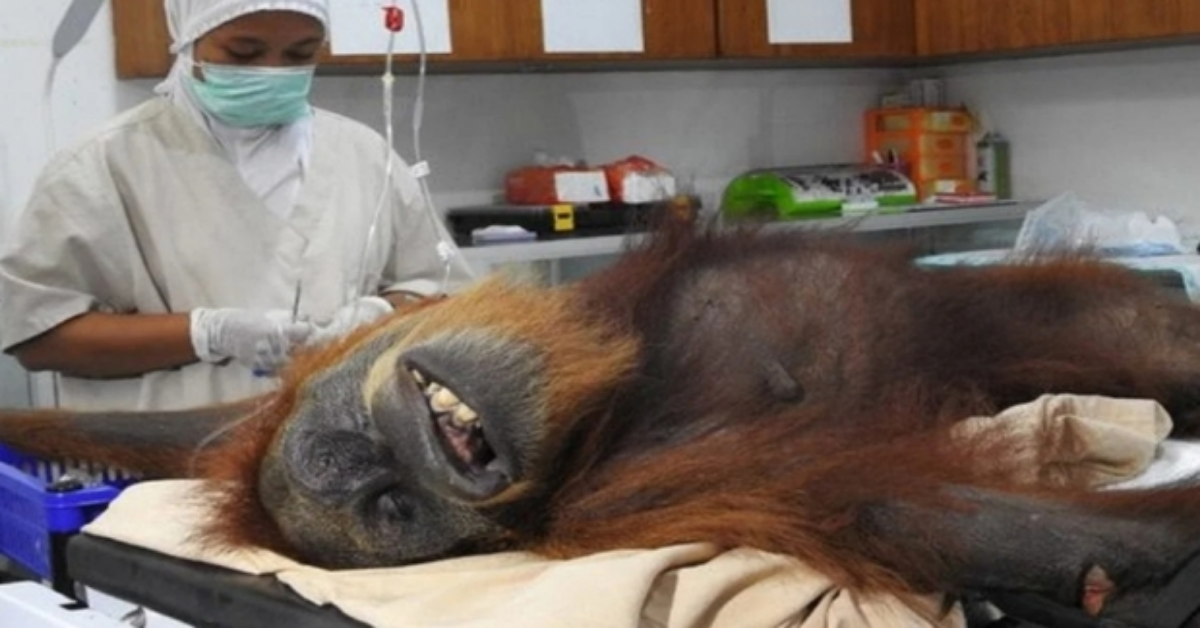 Trovata mamma orango ferita dai piantatori di palma