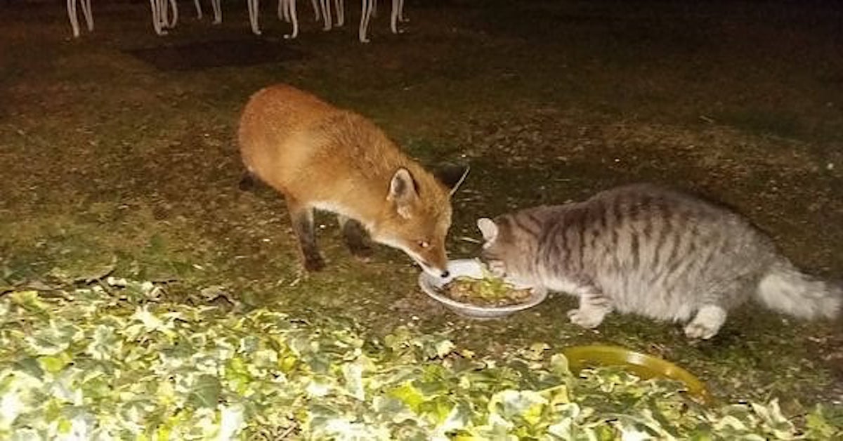 Il gatto e la volpe come in una favola mangiano insieme