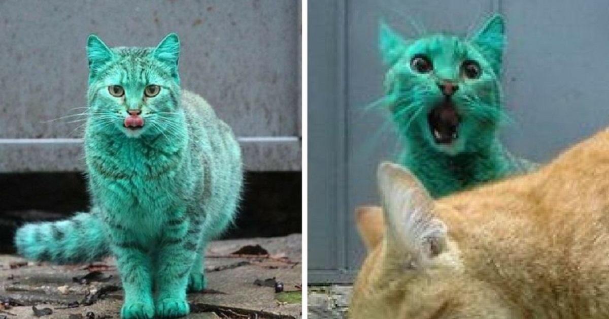 Il gatto turchese di Varna
